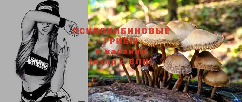 купить наркотики сайты  Бавлы  Псилоцибиновые грибы Psilocybine cubensis 